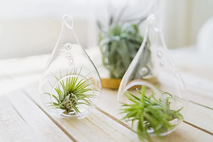 air plants amazon