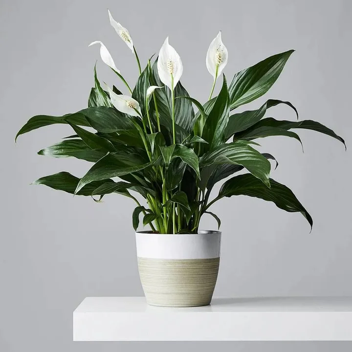 Peace Lily Plants.com