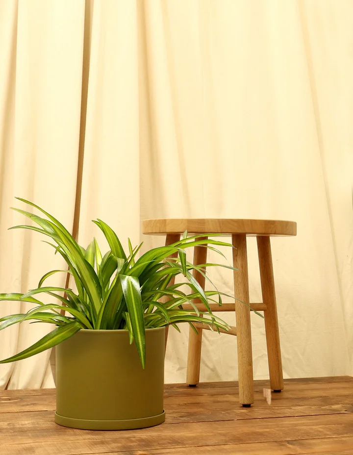 Spider Plant