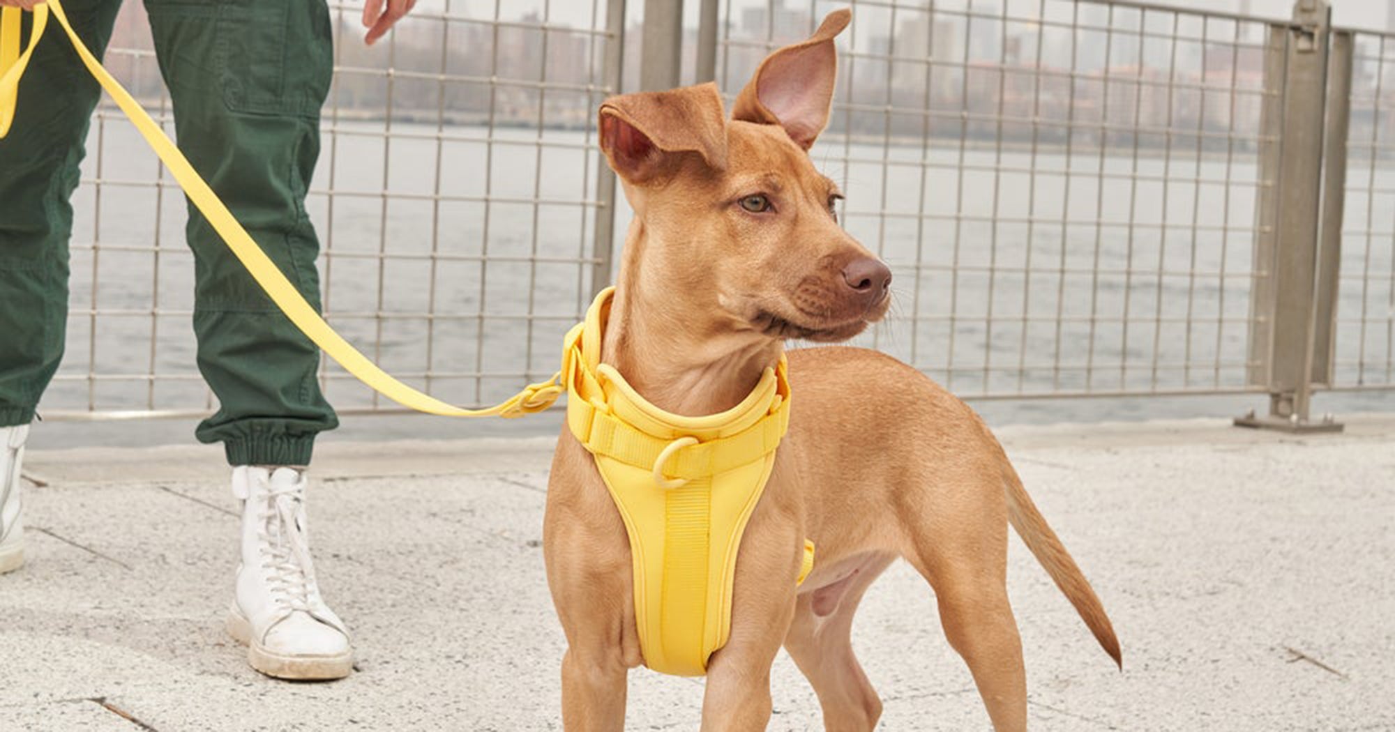 Wild One Sample Sale On Dog Harness, Walk Kits 2022