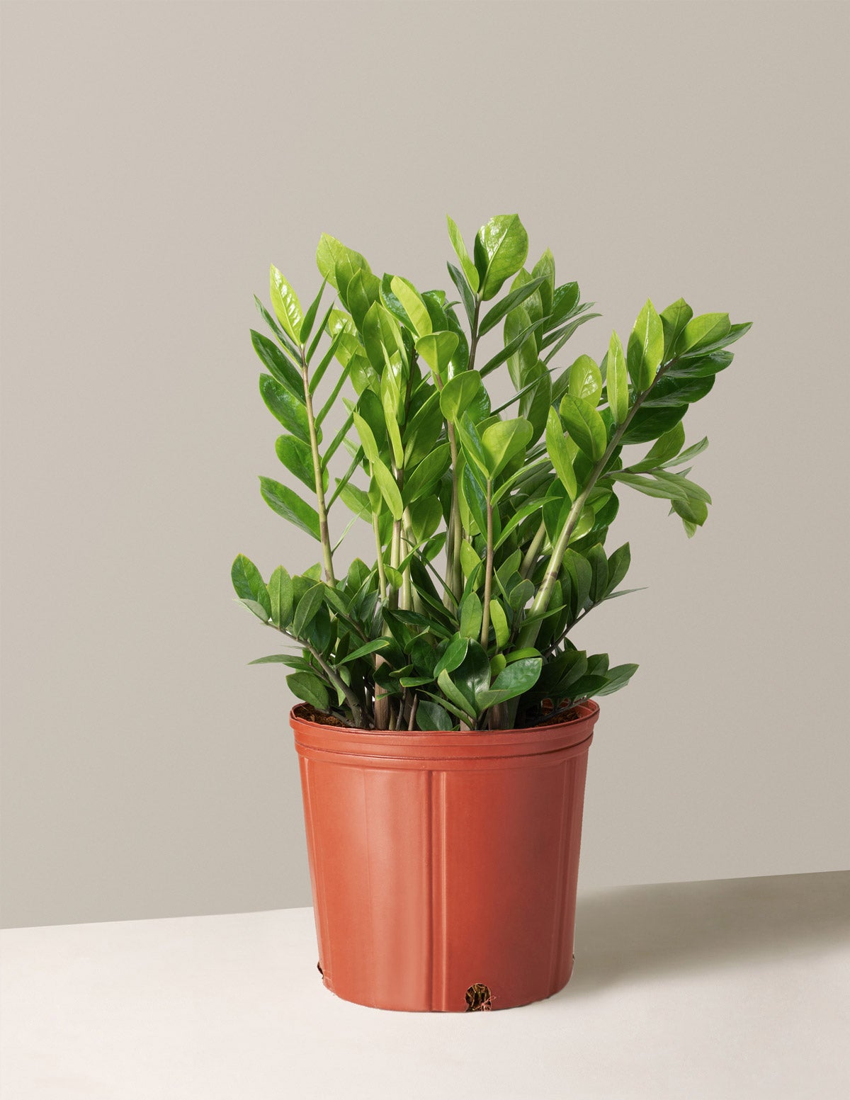 The Sill + Large ZZ Plant