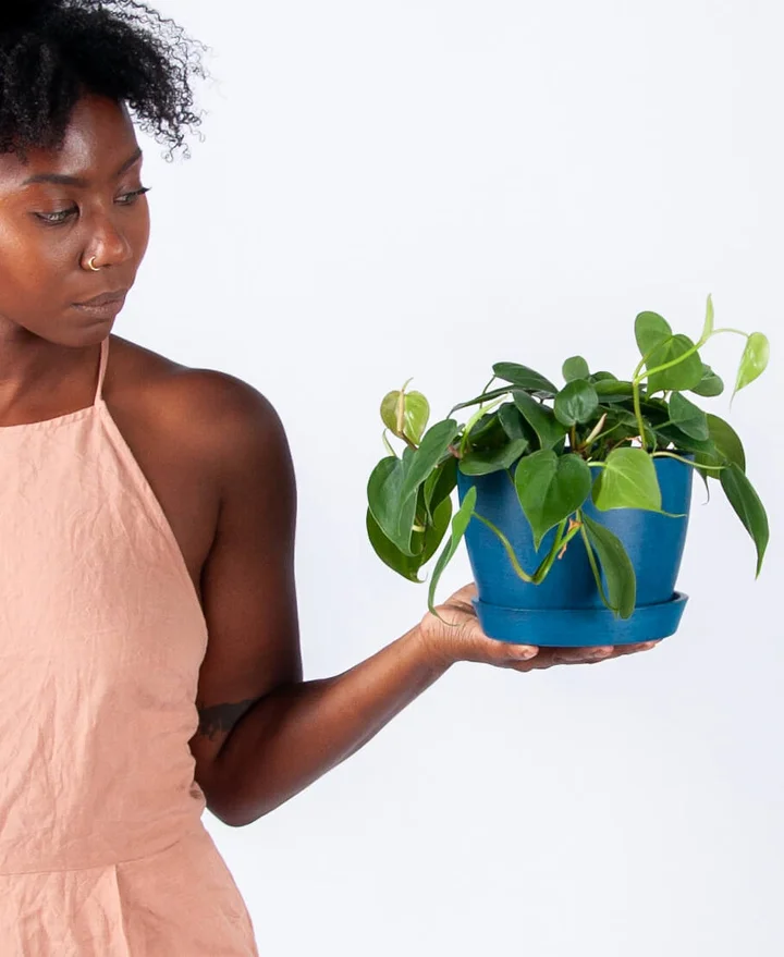 heartleaf philodendron