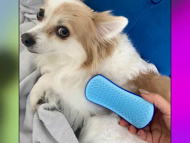 Author's dog with pet teezer brush