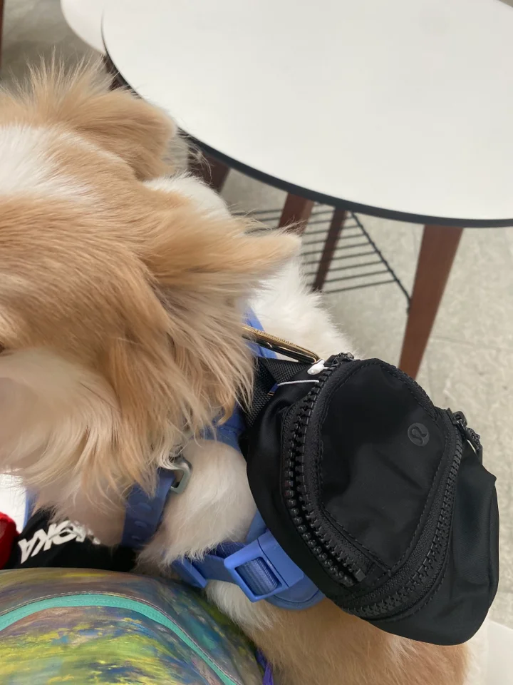 City adventurer backpack nano dog Outlet