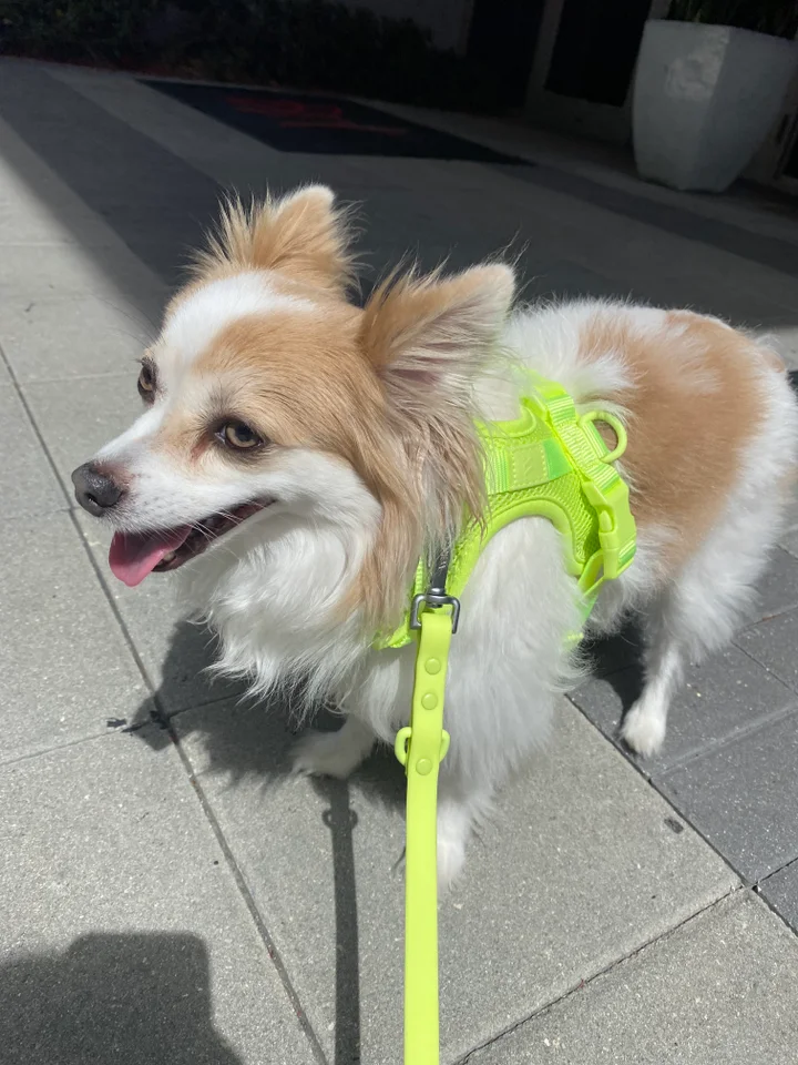 Wild one harness deals