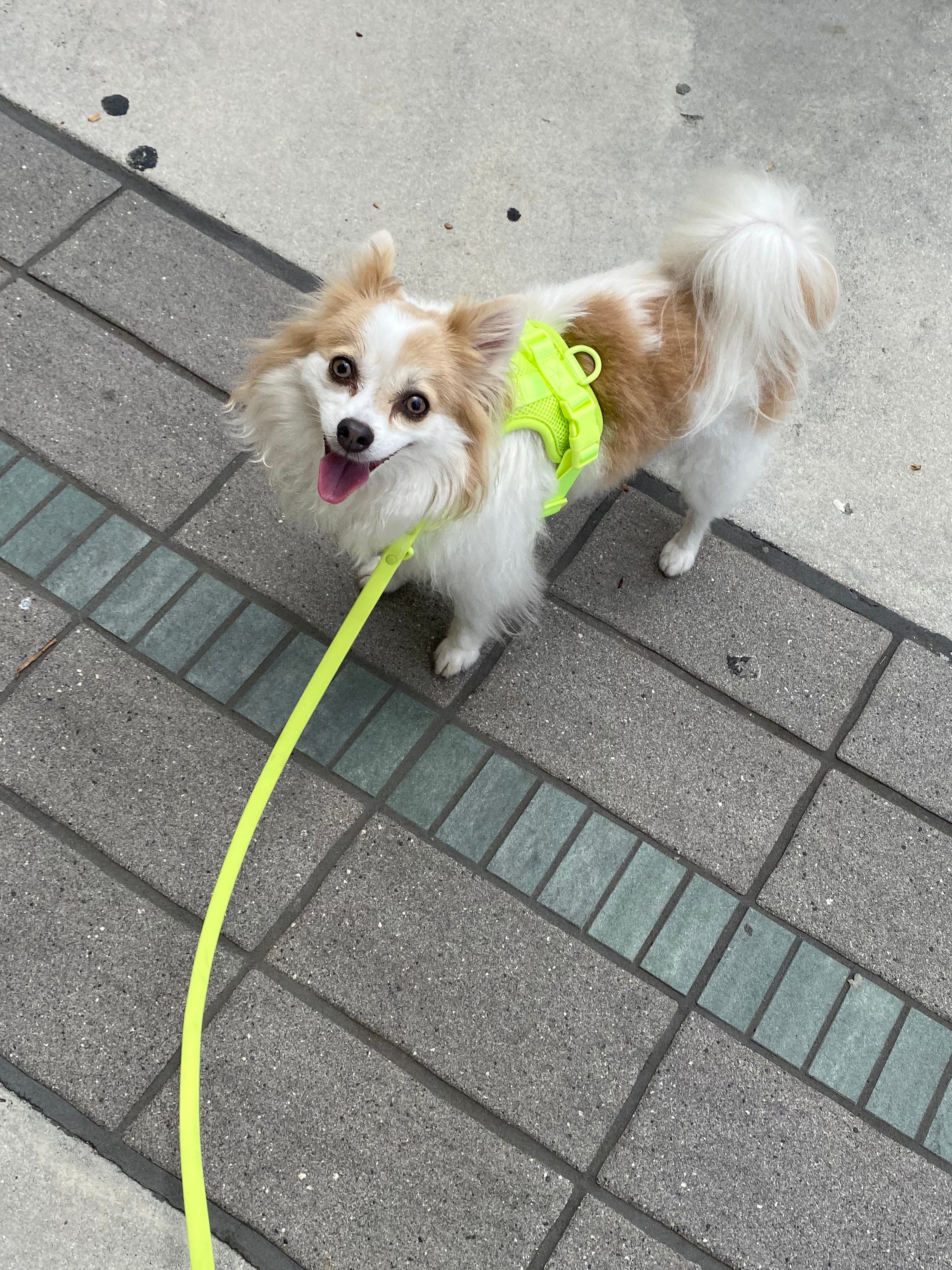 Wild One Air Limeade Dog Harness Walk Kit Review