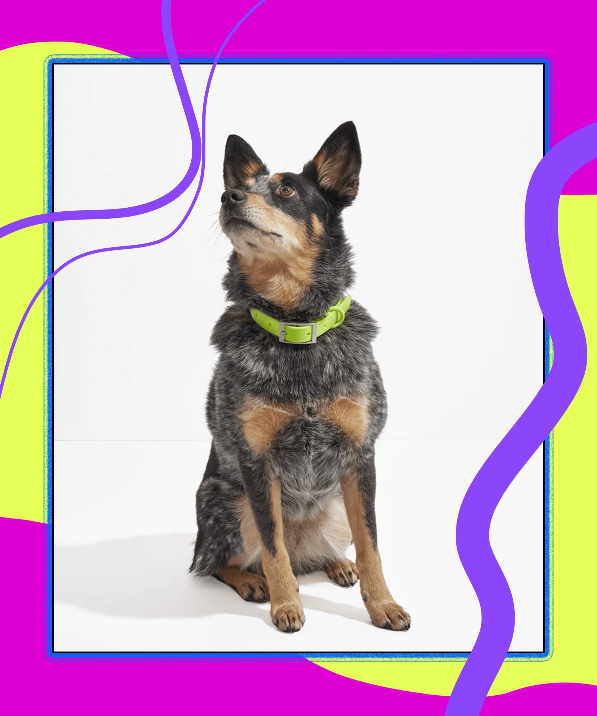 The 8 Best Designer Dog Collars of 2023 - PureWow