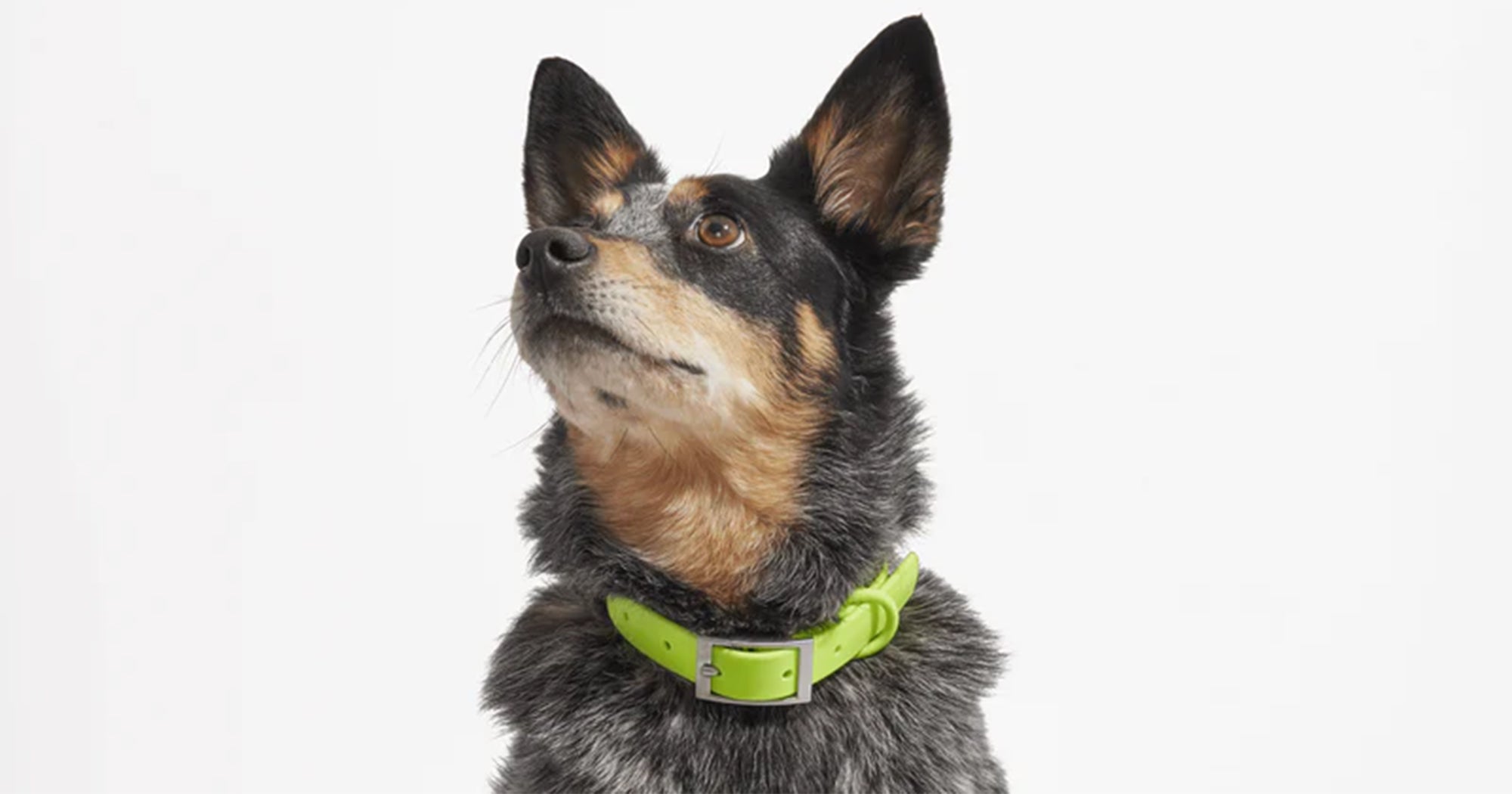 The Best Dog Collars For Every Pup Personality