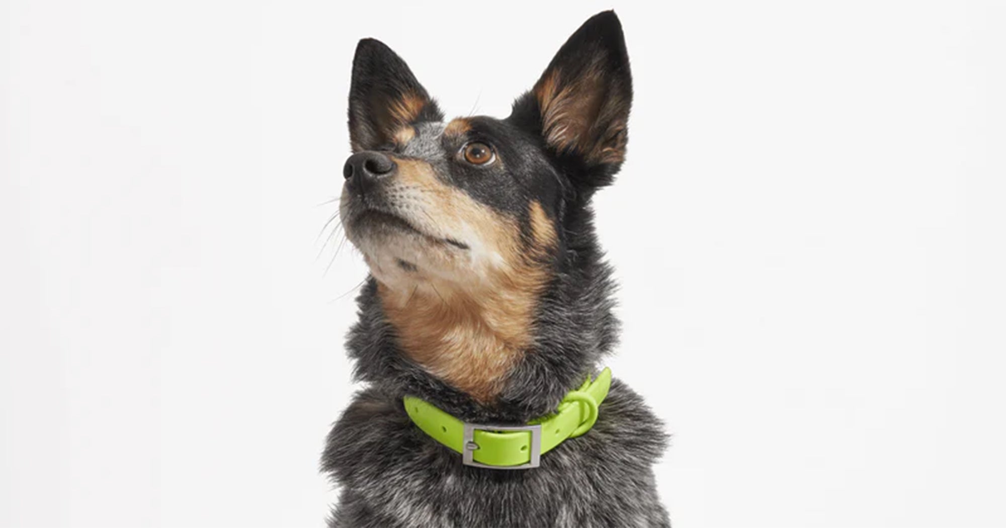 Best Dog Collars For Style, Durable 2022