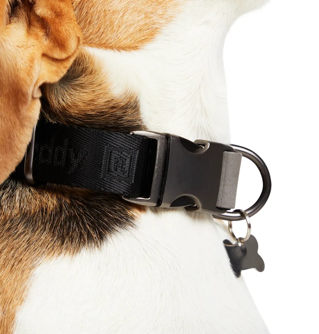 14 Luxury Dog Collars By High-End Brands That Might Surprise You