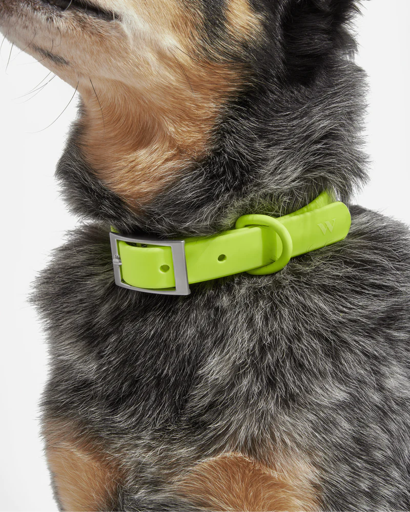 Whats The Best Dog Collar