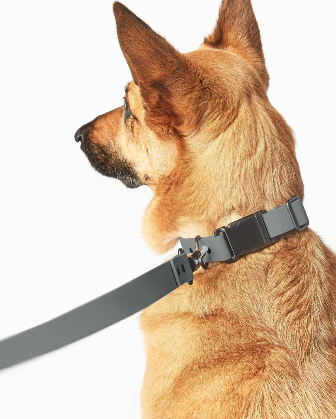 What Are The Best Dog Collars