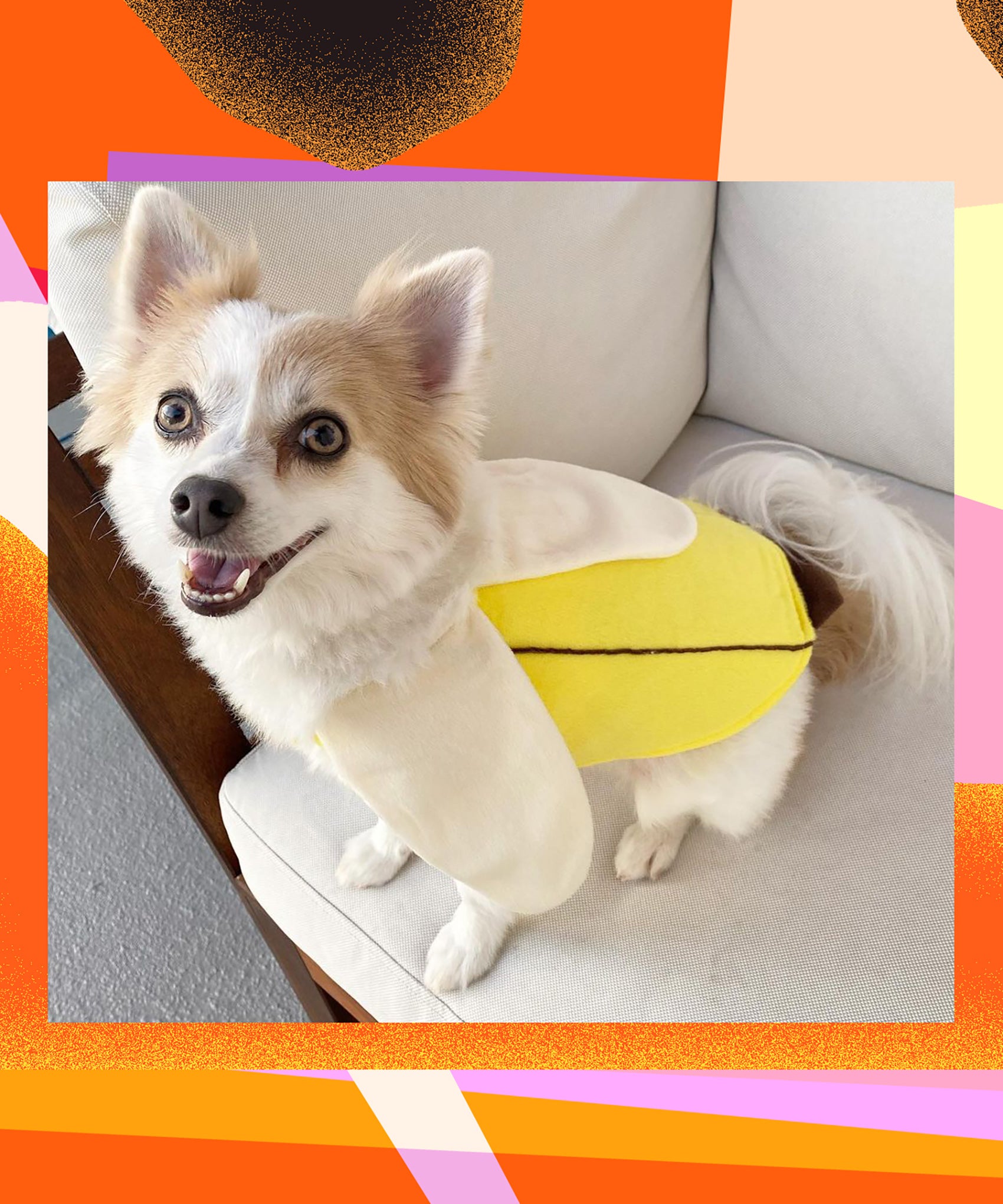 7 Scary Halloween Costumes For Dogs That Are Hilariously Adorable