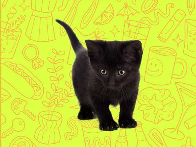 a black kitten over a yellow background with orange line drawings of various objects Money Diarists purchase.