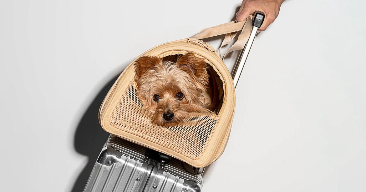 The Best Pet Dog Cat Chewy Cyber Monday Deals 2022