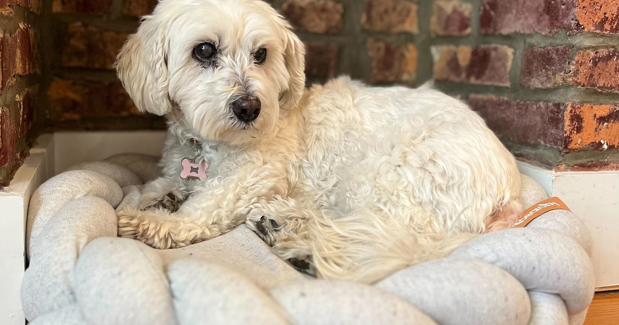 Bearaby Pupper Pod Pet Dog Bed Review 2022