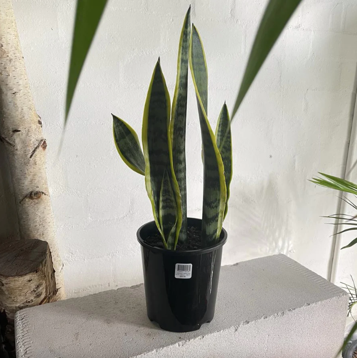 The Society + Snake Plant Yellow Edge (Sansevieria trifasciata