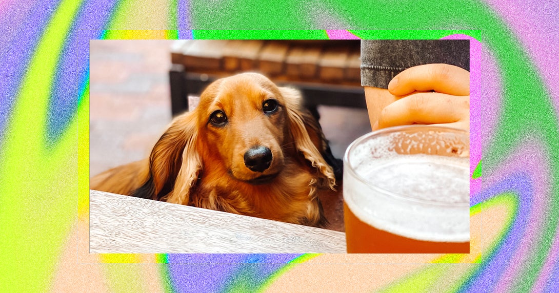 The 28 Best Dog Friendly Pubs In Sydney the-28-best-dog-friendly-pubs-in-sydney