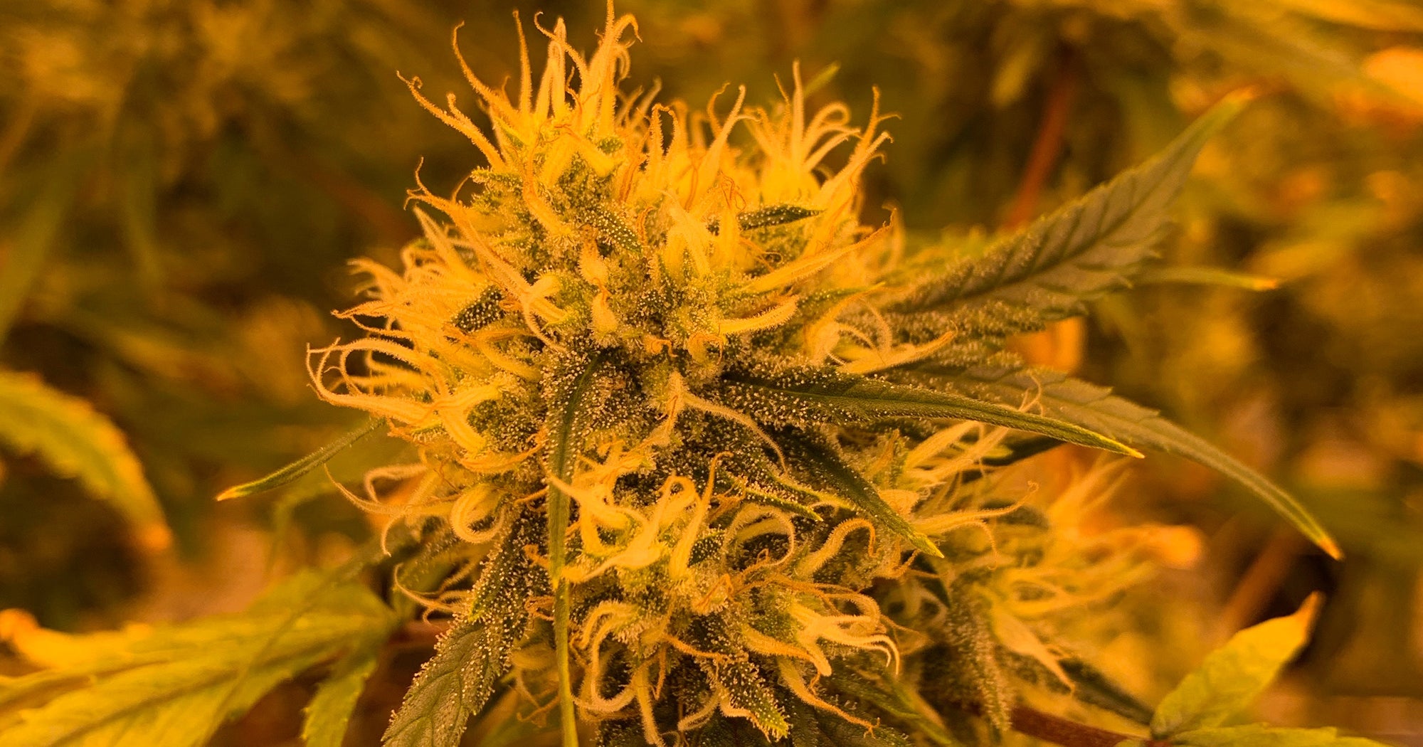 These Latina-Owned Dispensaries Serve Their Communities With More Than Just Weed These Latina-Owned Dispensaries Serve Their Communities With More Than Just Weed