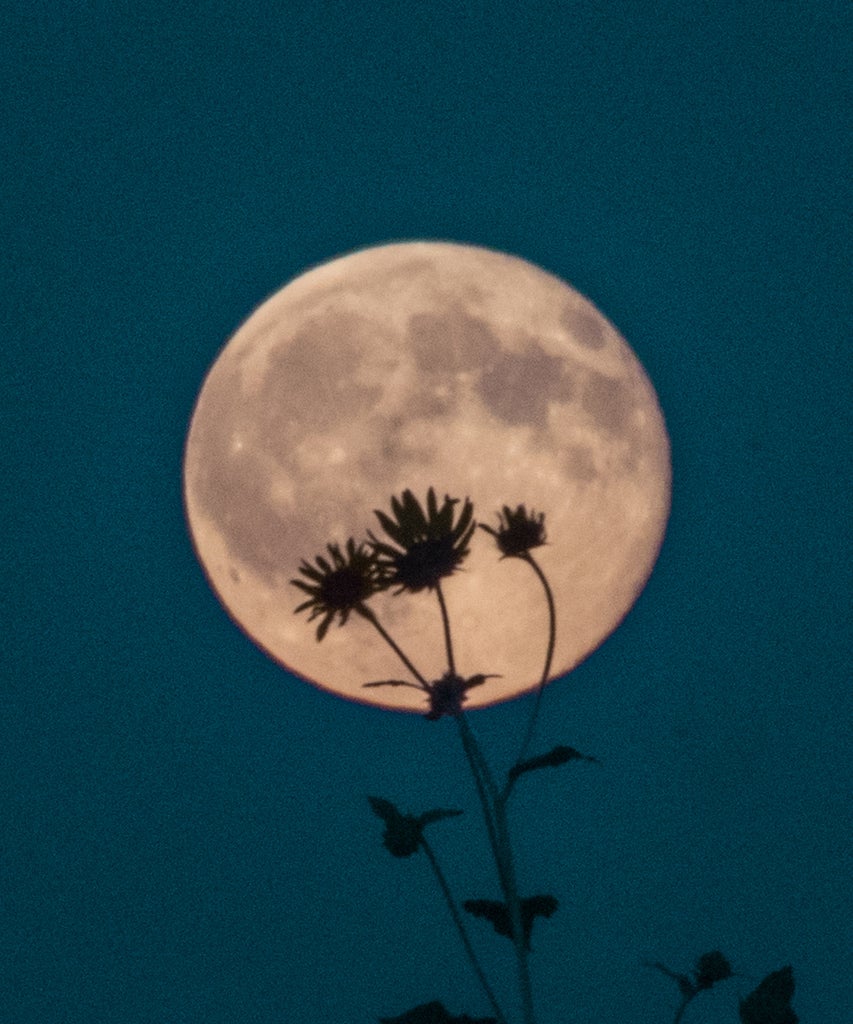 The Flower Full Moon In Scorpio Is Here — & It’s Time To Boss Up Your Life