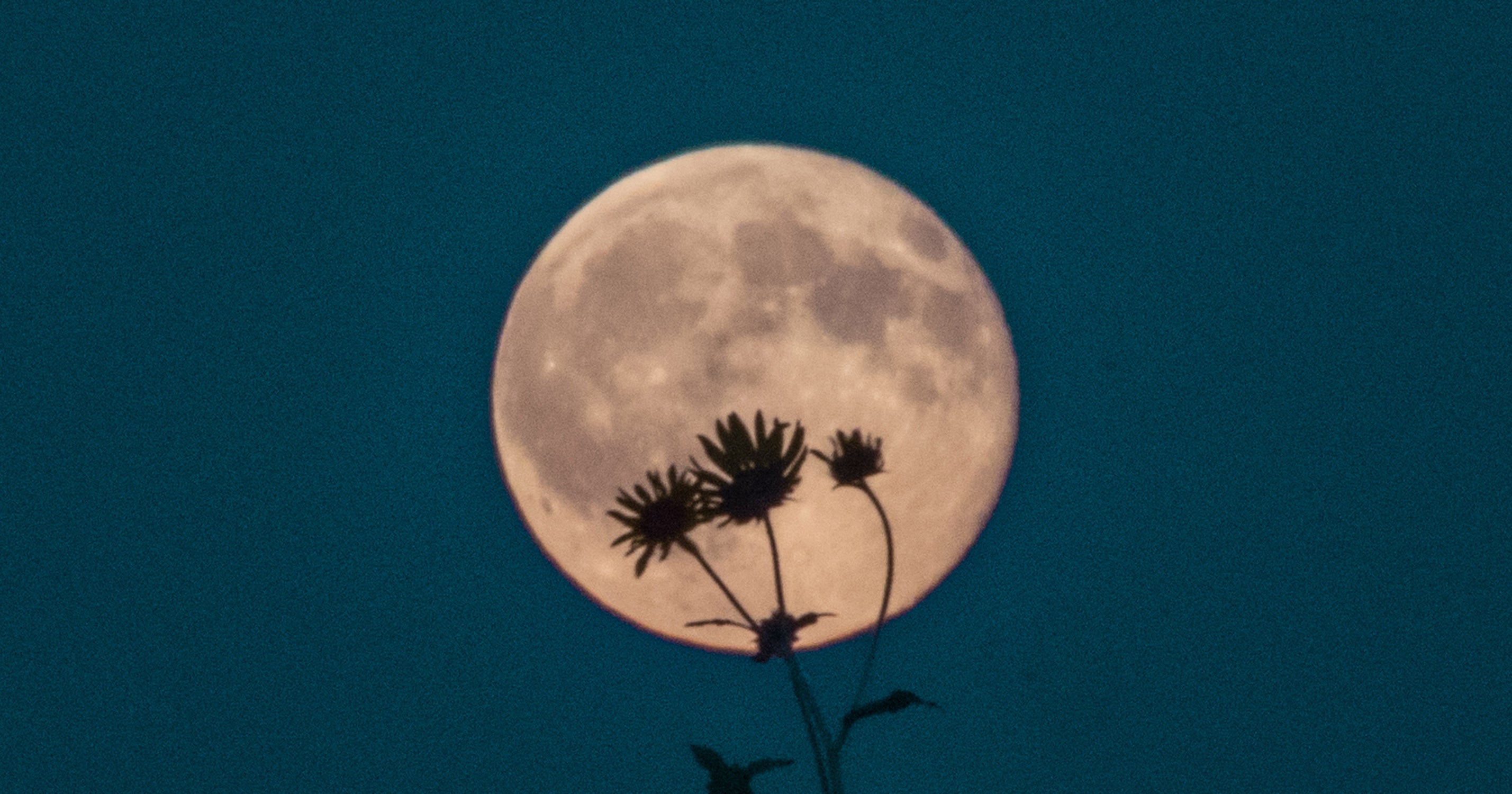 The Flower Full Moon In Scorpio Is Here — & It's Time To Boss Up Your Life