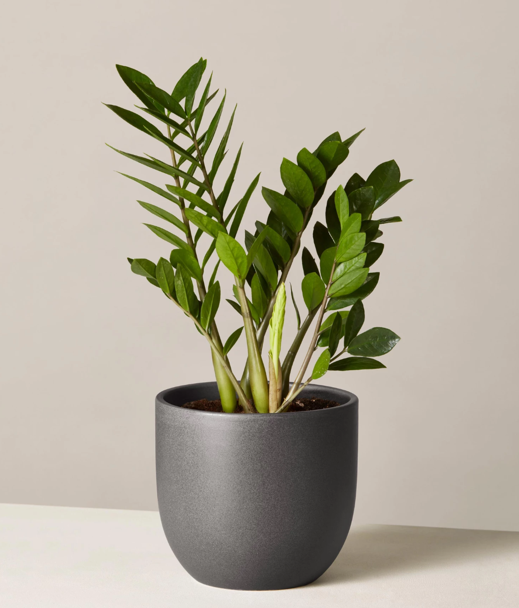 The Sill + The Sill ZZ Plant