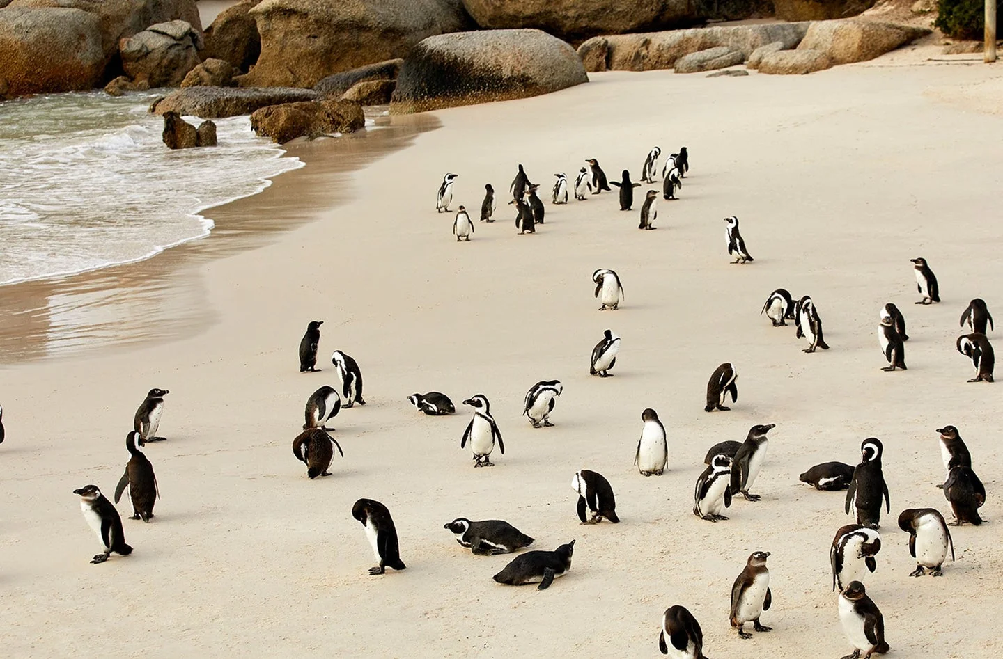 These 10 Animal Experiences On Airbnb Will Totally Melt Your Heart Animal Experiences Airbnb,