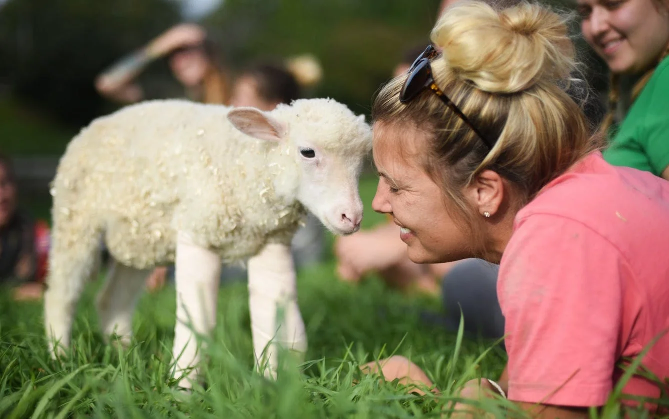 These 10 Animal Experiences On Airbnb Will Totally Melt Your Heart Animal Experiences Airbnb,