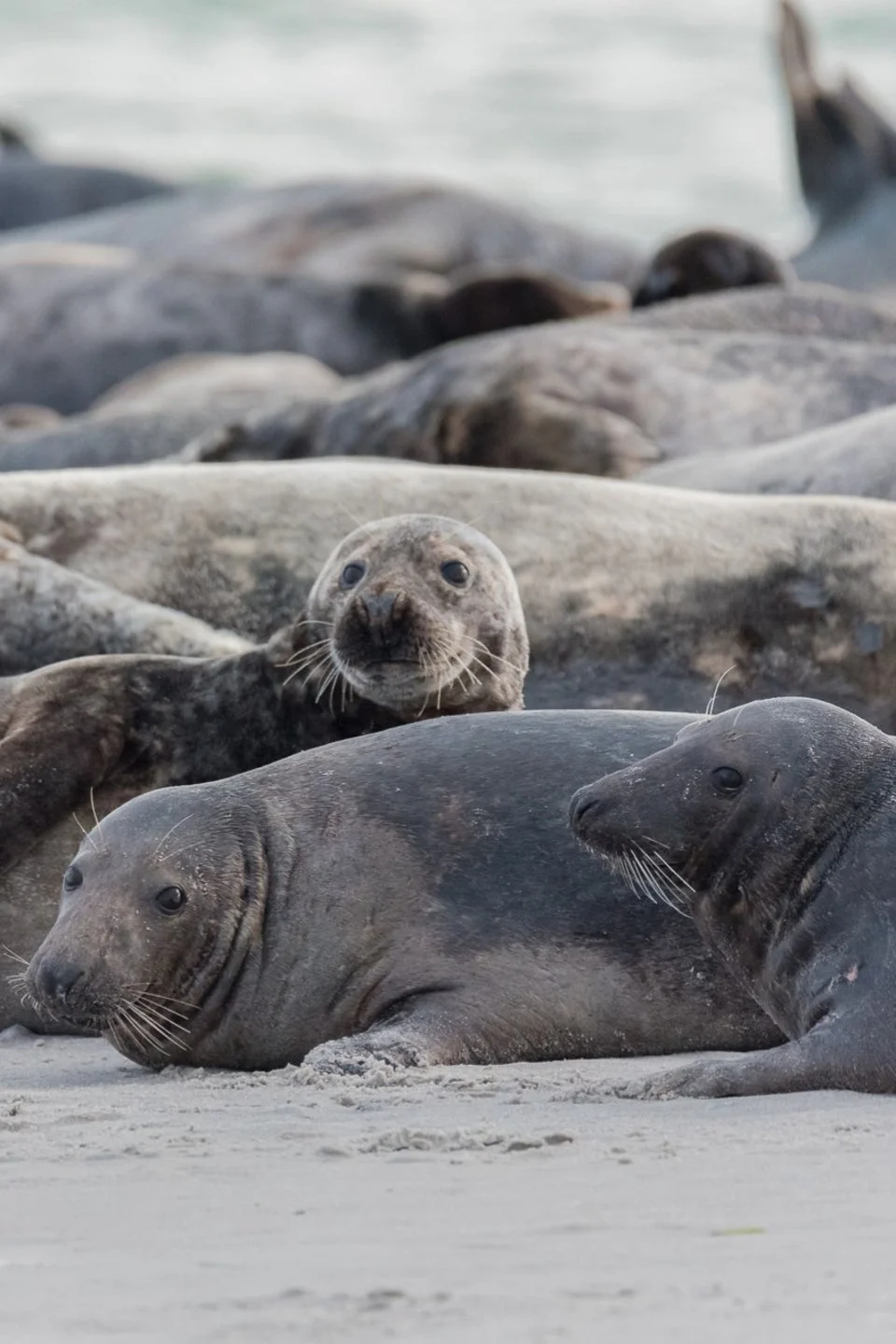 These 10 Animal Experiences On Airbnb Will Totally Melt Your Heart Animal Experiences Airbnb,