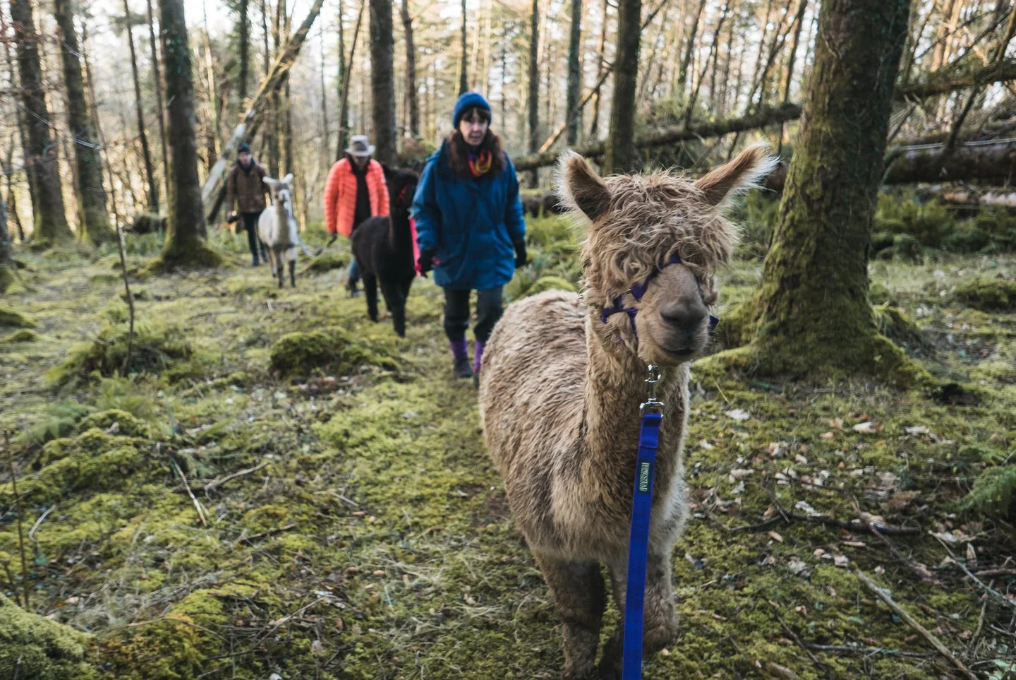 These 10 Animal Experiences On Airbnb Will Totally Melt Your Heart Animal Experiences Airbnb,
