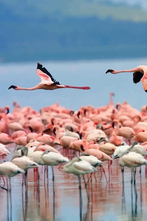 Animal Experiences Airbnb,