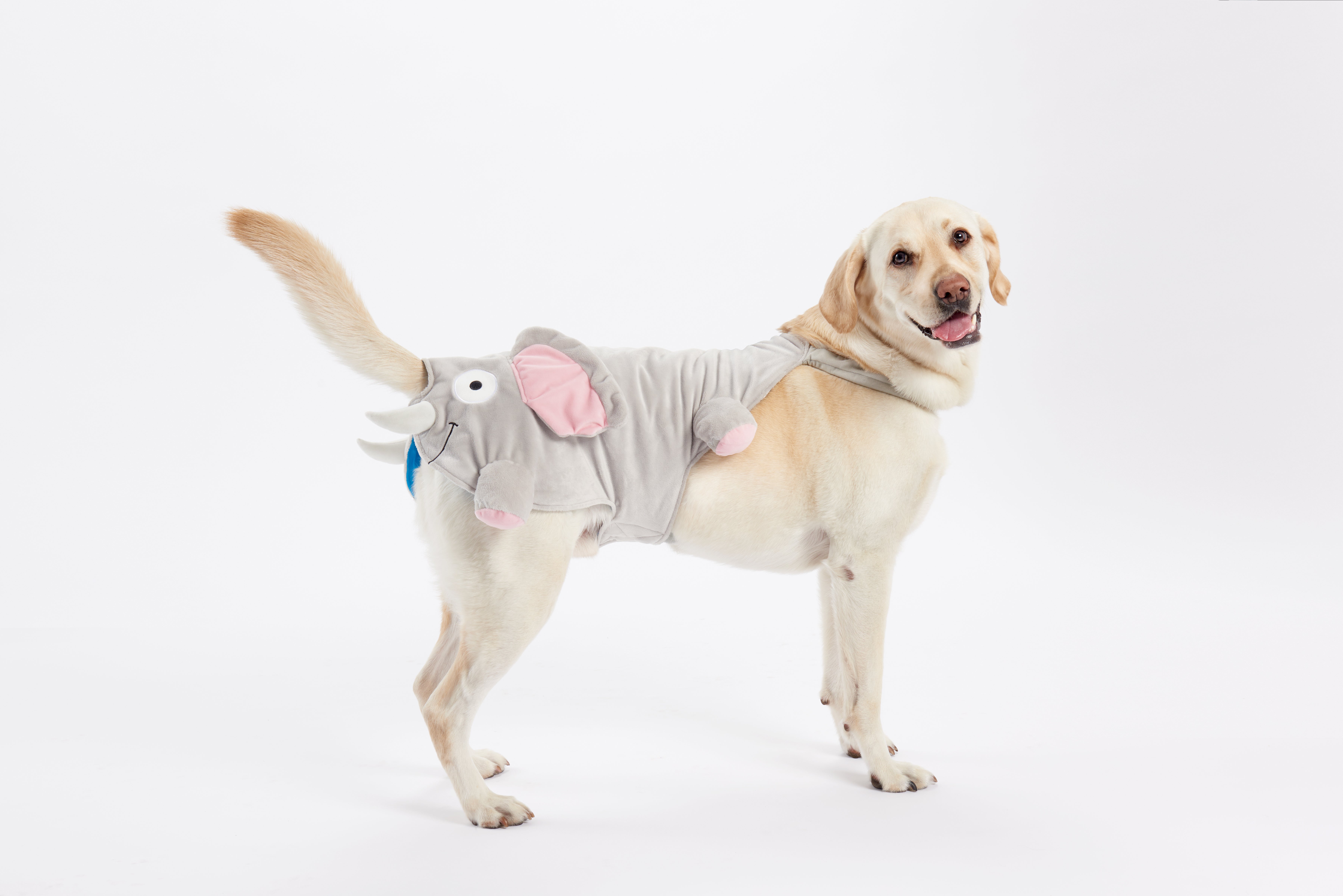 Cute Dog Halloween Costumes