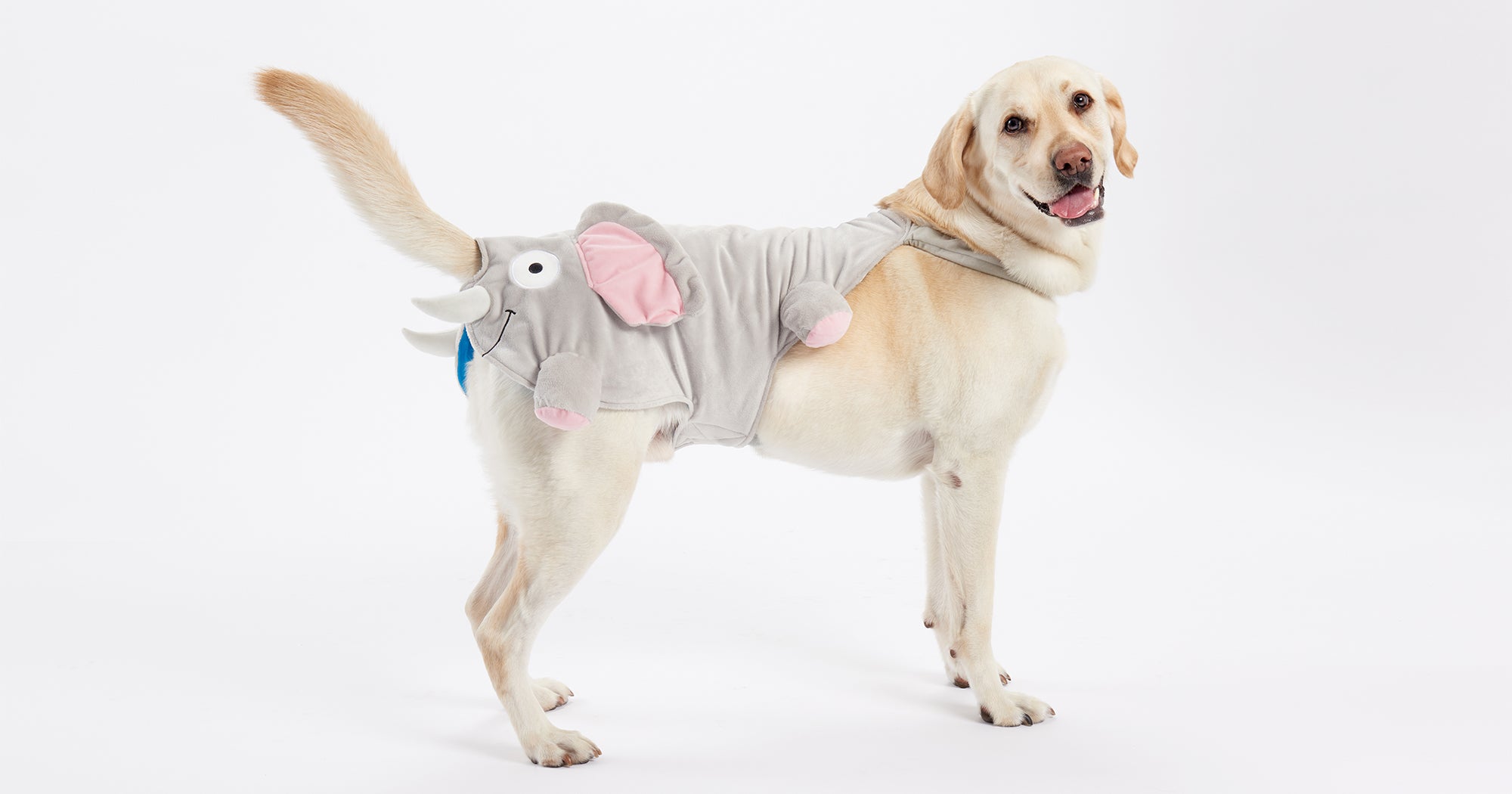 Cute Dog Halloween Costumes