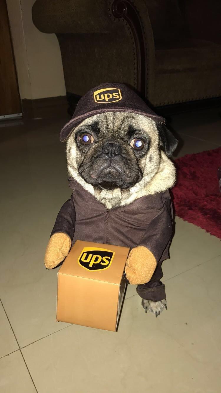 Large California Costume Collections PET20151 UPS Pal Dog Costume