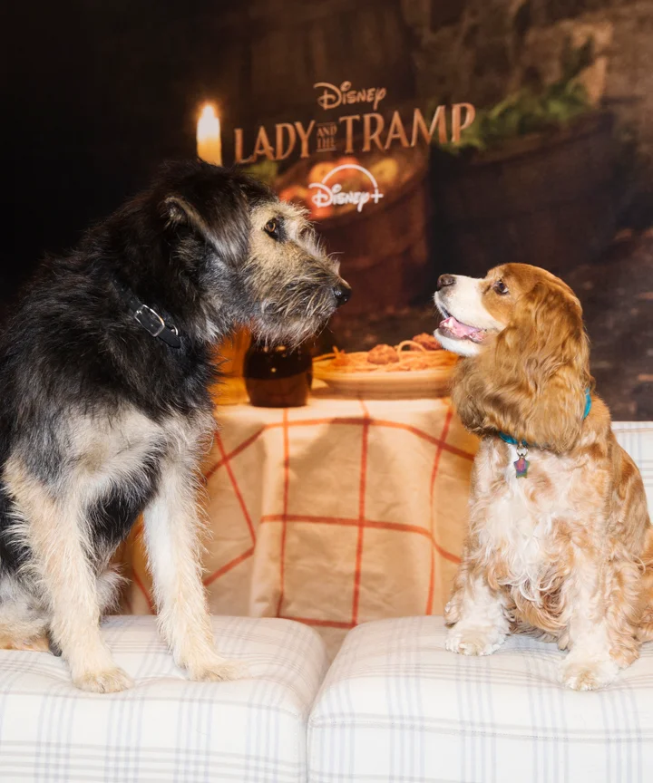 Tessa Thompson Justin Theroux Lady And The Tramp Dogs