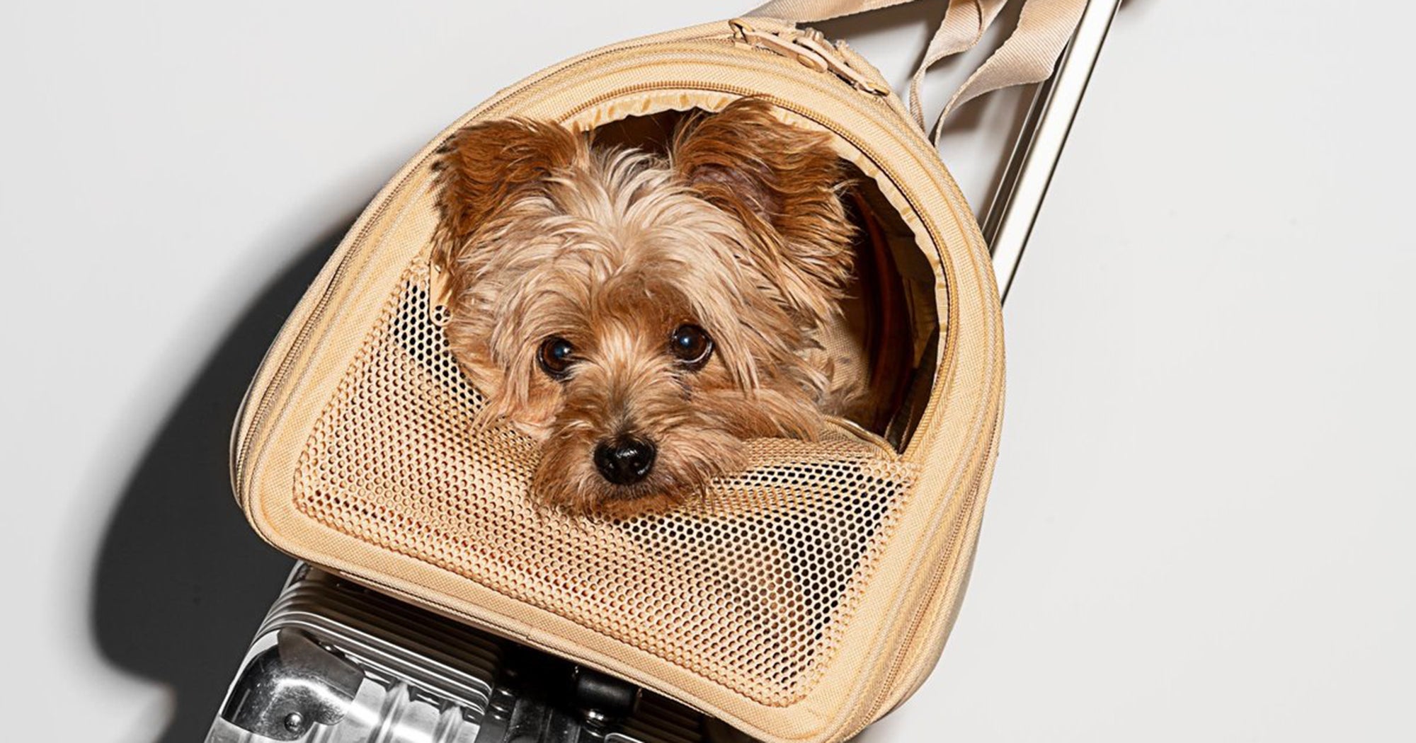 Wild One New Pet Air Travel Carrier For Dogs Review