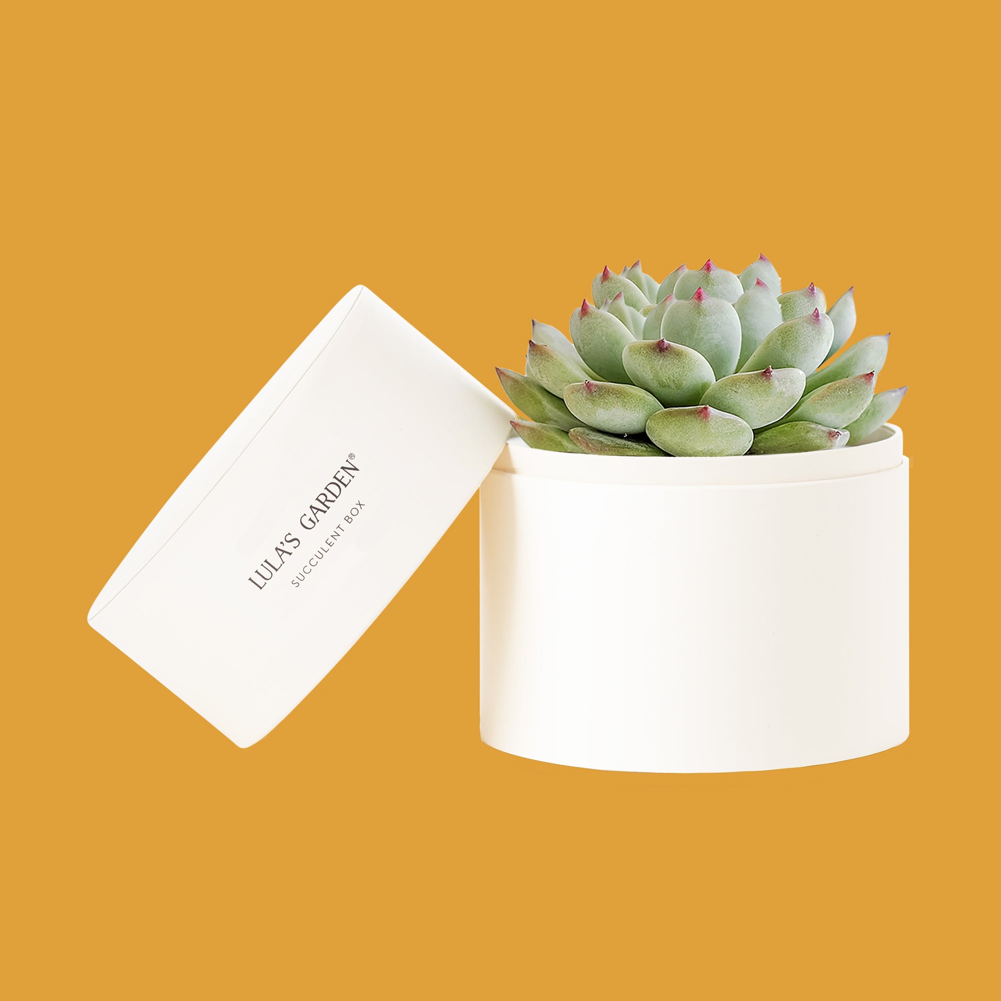 Lula’s Garden + Fresh Succulent in Gift Box