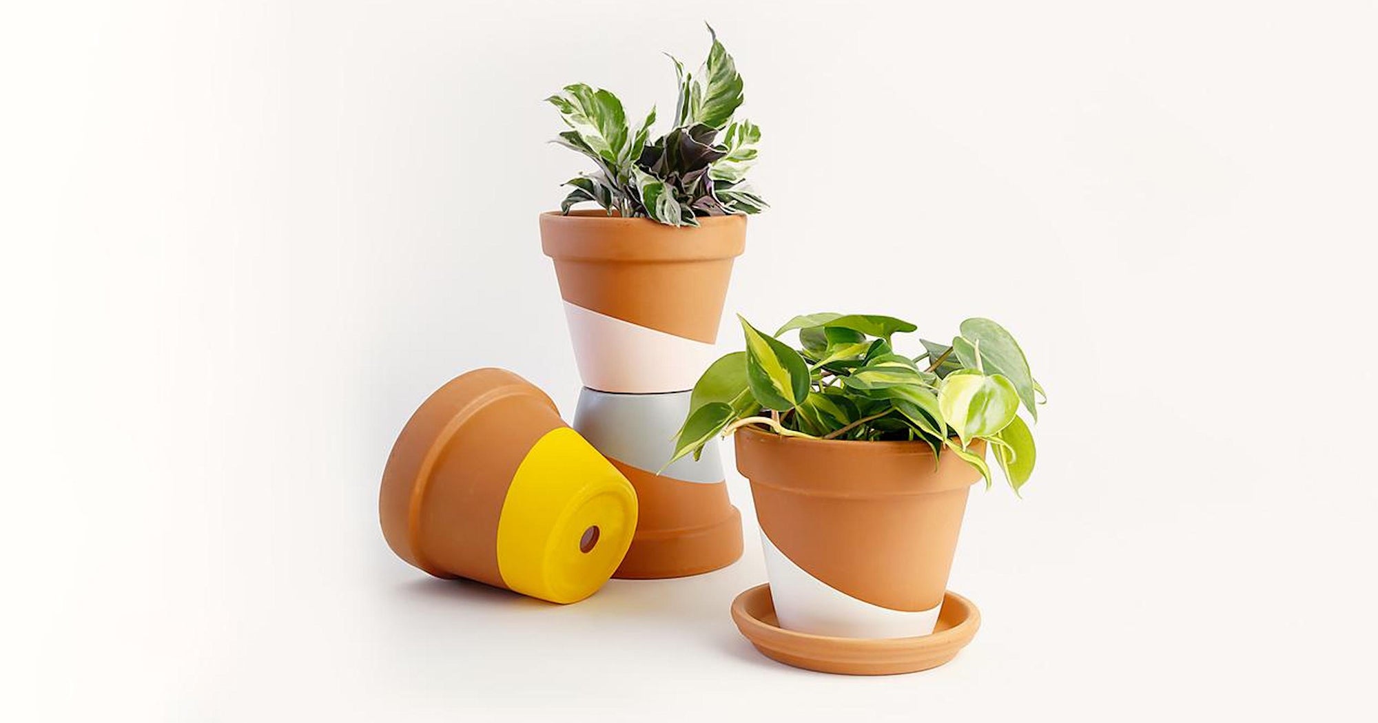 Best Plant Subscription Boxes For Every Gardening Lover