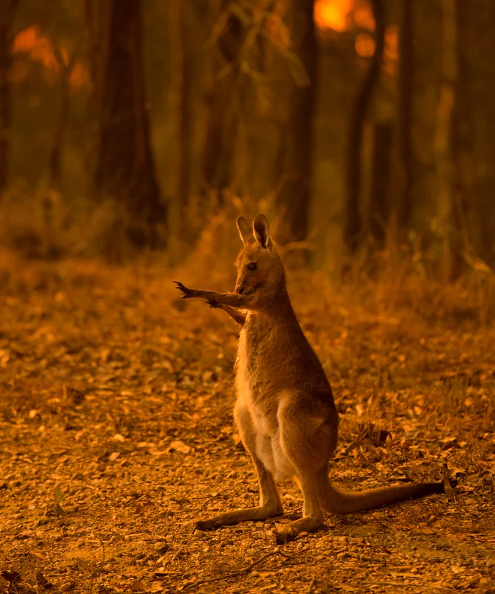 Australia Fires Have Now Killed 1 Billion Animals