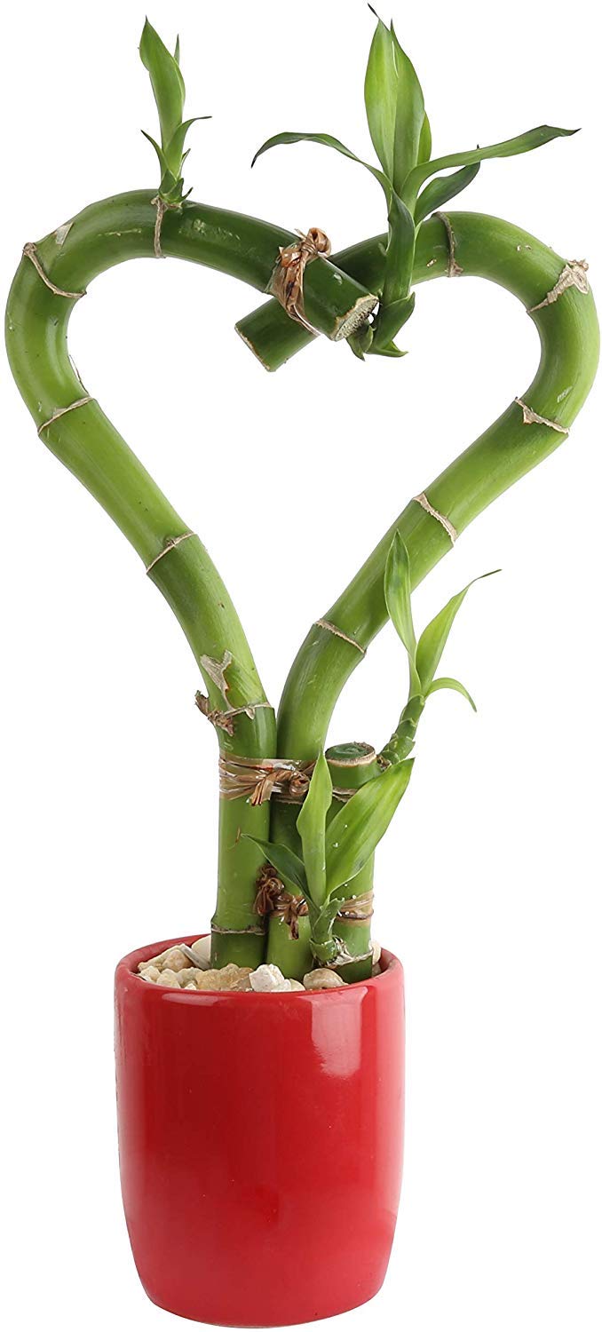 Costa Farms + Mini HeartShaped Lucky Bamboo