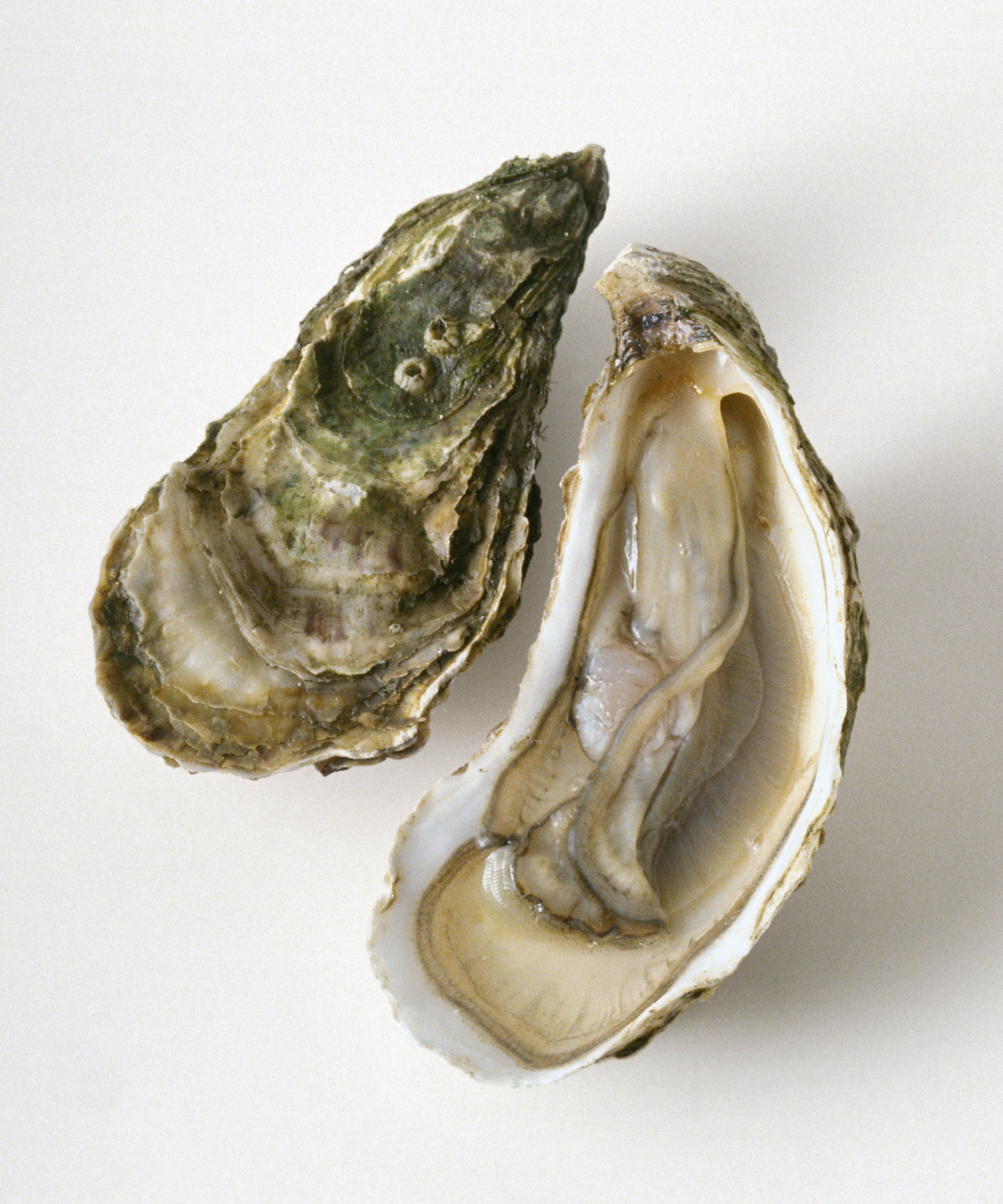 Foods To Prevent Sickness Foods Prevent Sickness,