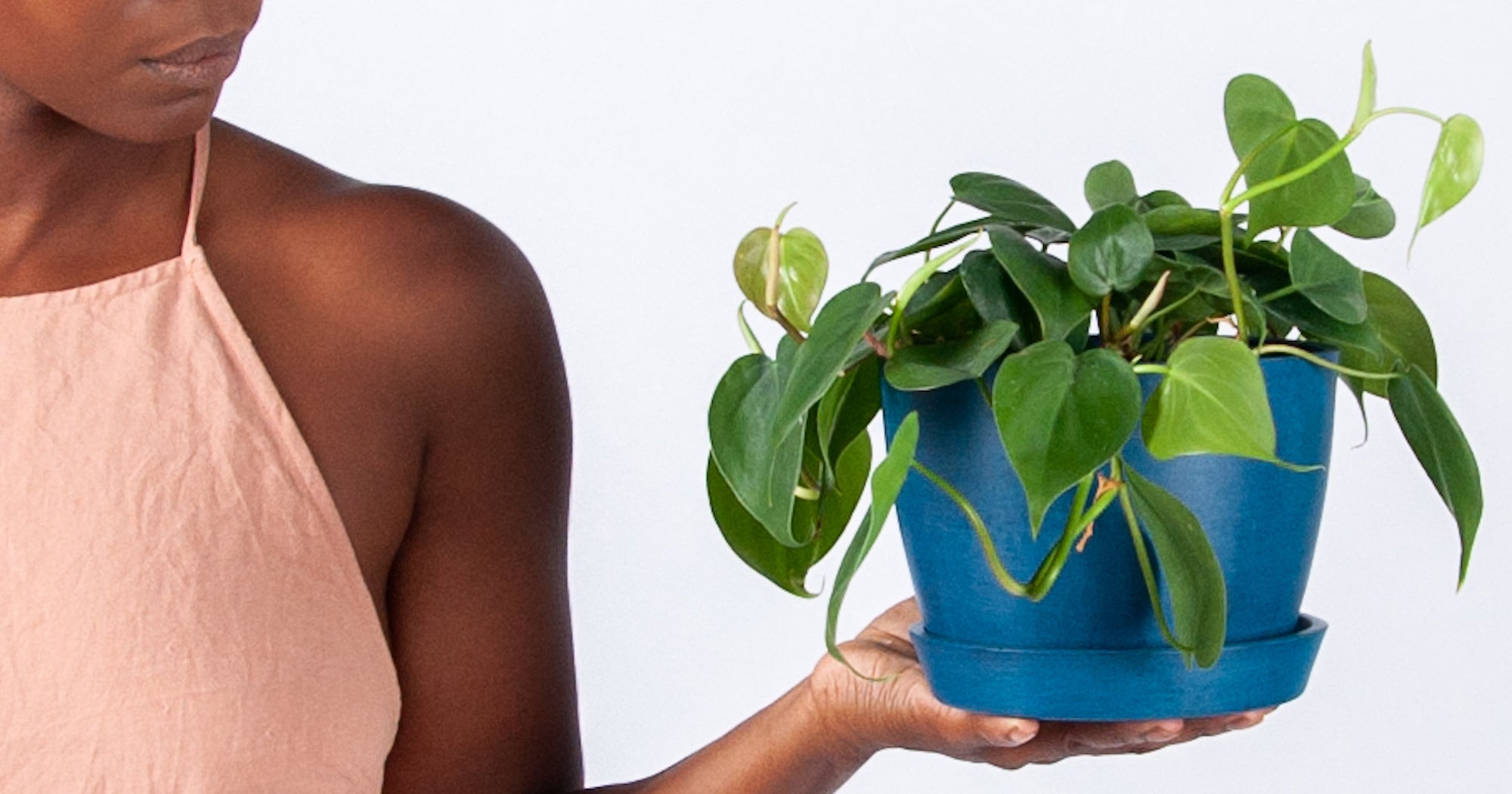 Best Plants For Your Bathroom That Thrive In Humid Air