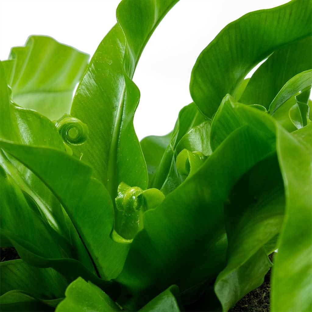 Hortology + Twisted Bird’s Nest Fern