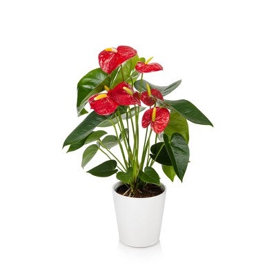 Best Indoor Flowering Plants For A Pretty Fresh House