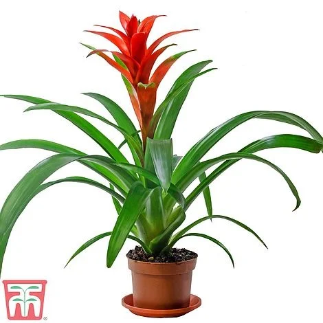 Best Indoor Flowering Plants For A Pretty Fresh House