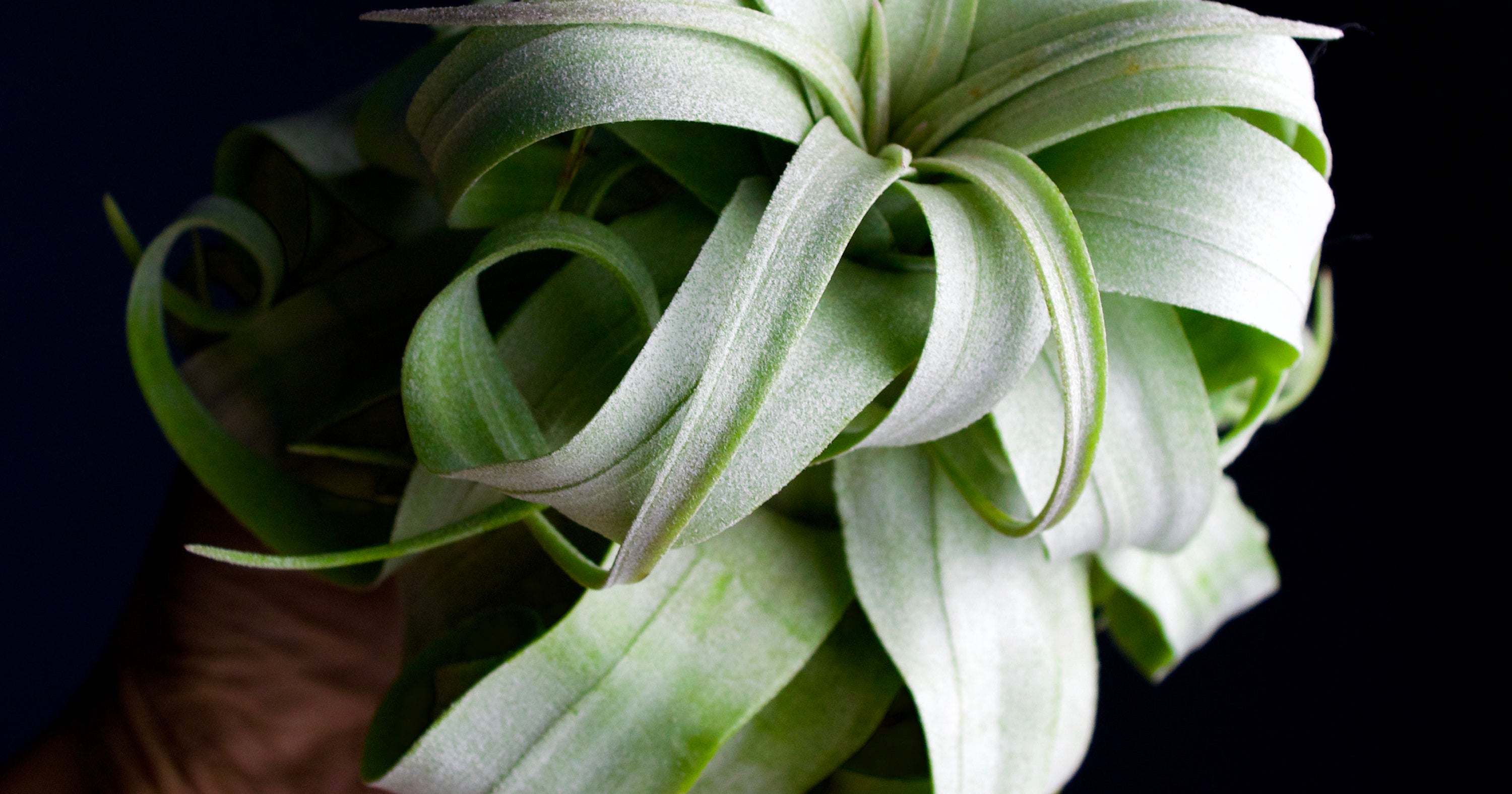 Sound Off: Here’s Your Ideal Plant-Horoscope Match