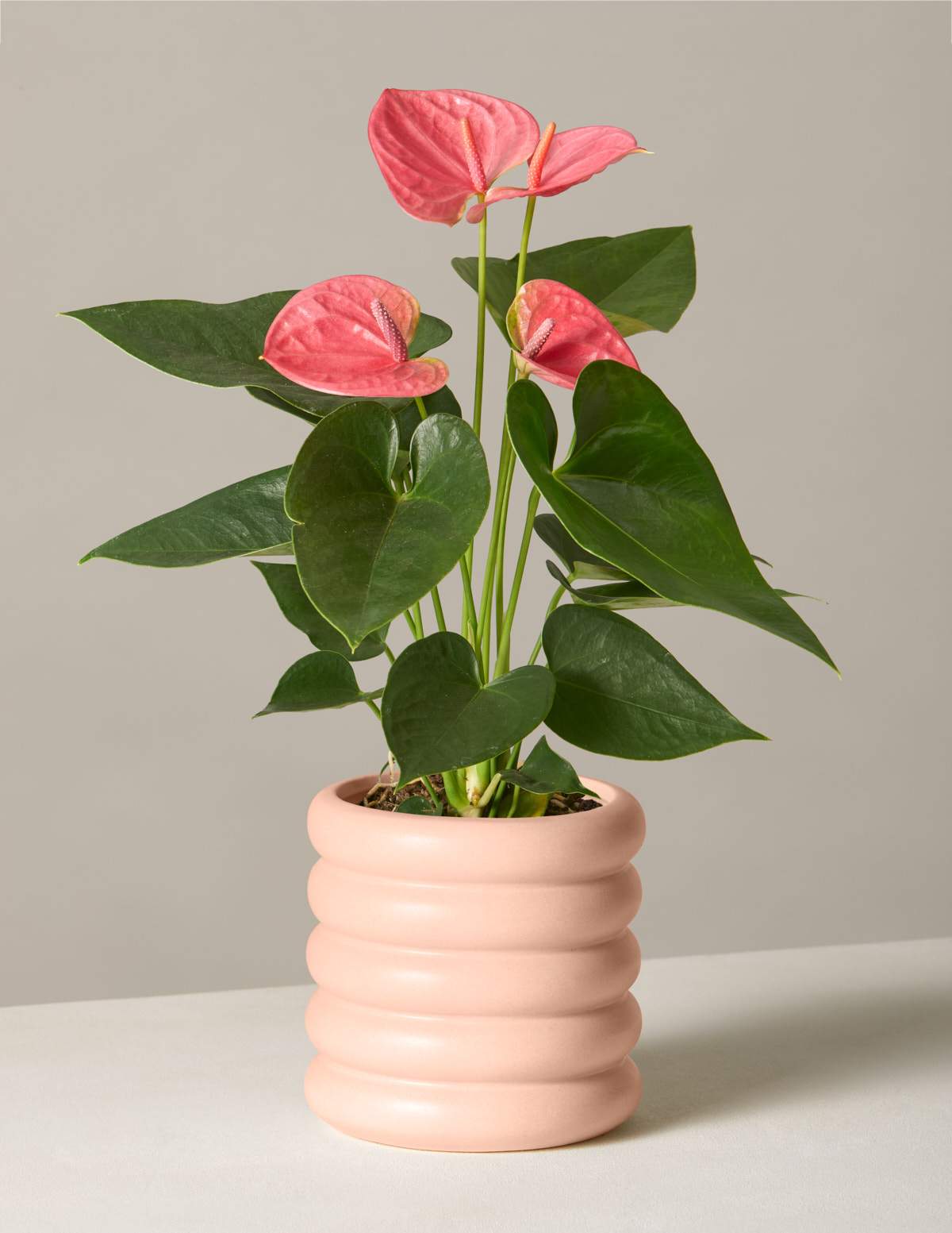 Best Mothers Day Plants To Gift Mom 2022