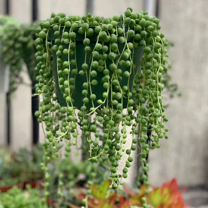 Buying Plants Online Plant Stores To Order Houseplants