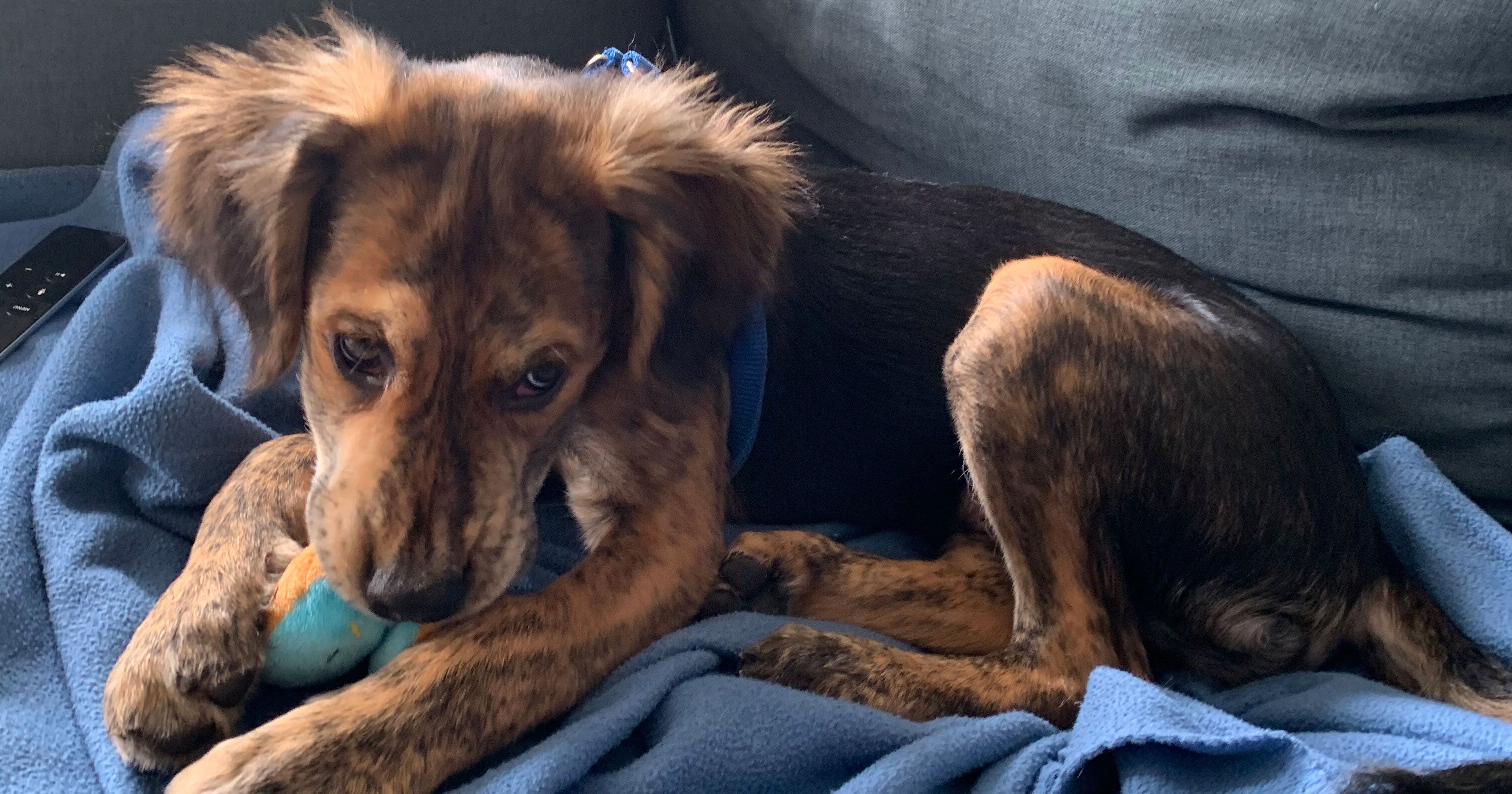 Why I Adopted A Dog During The Coronavirus Quarantine