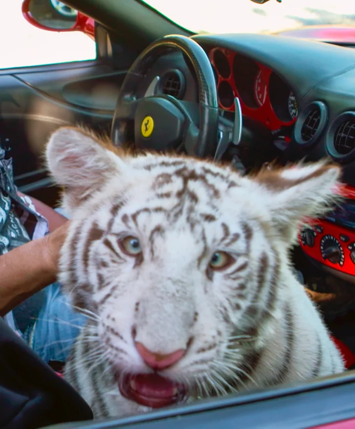 Why The Big Cat Safety Act Hasnt Passed And How To Help